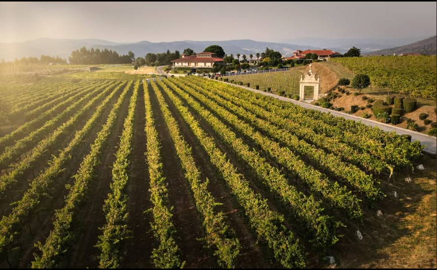 Viñedo de Quinta de Rabiana de Vinho Verde que apuestan por lo tradicional y alta calidad.