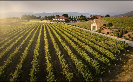 Viñedo de Quinta de Rabiana de Vinho Verde que apuestan por lo tradicional y alta calidad.