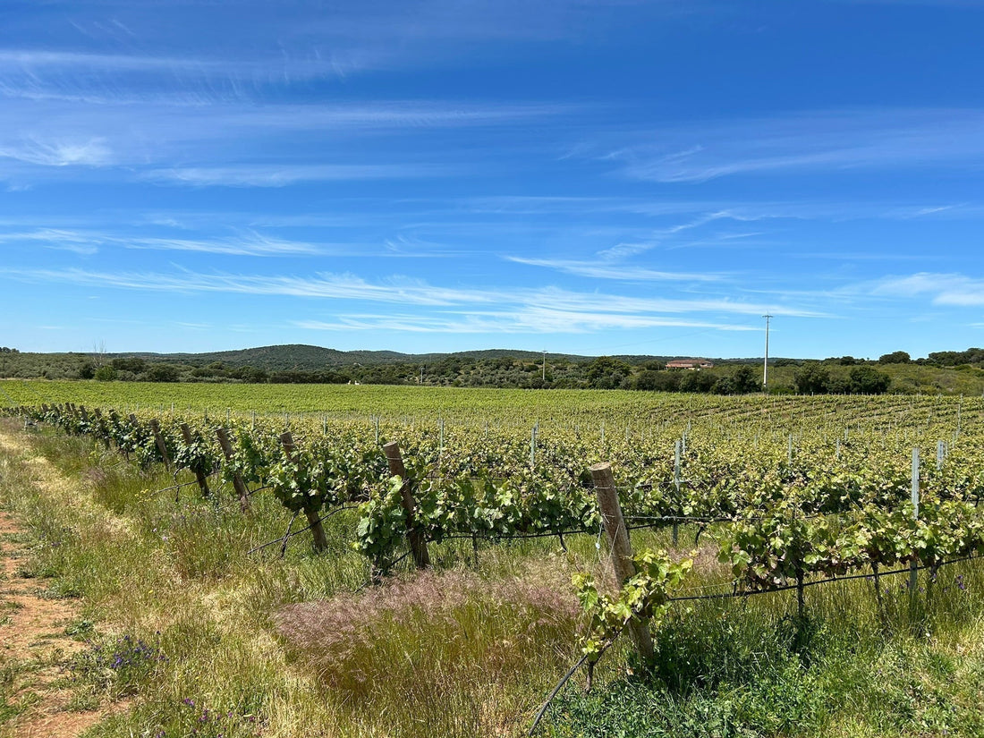 Viñedos y vinos de Alentejo, región cálida del sur de Portugal
