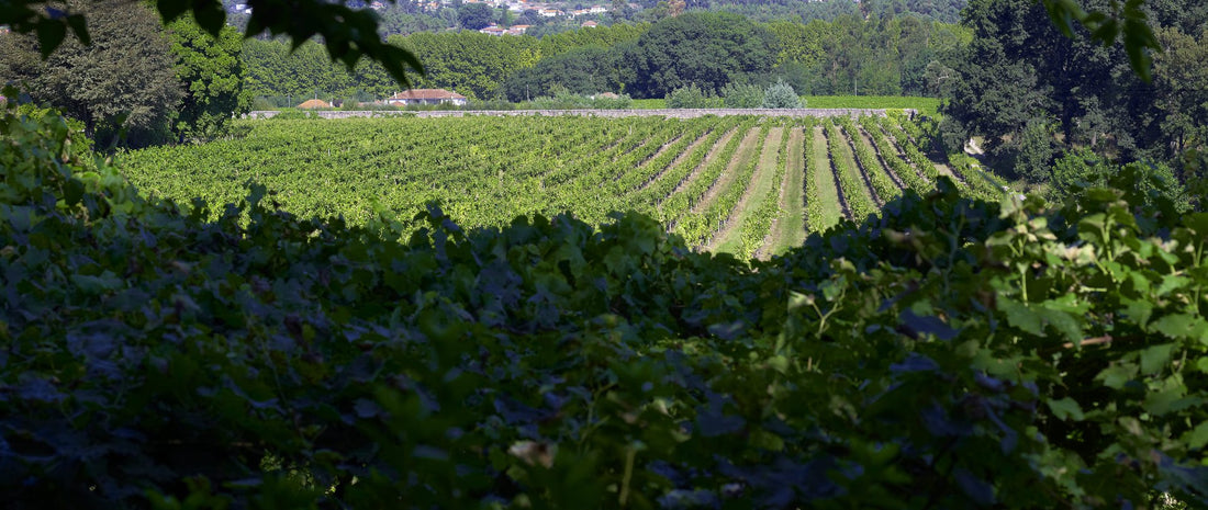 Viñedos de Vinho Verde en Portugal, región atlántica de vinos frescos y aromáticos