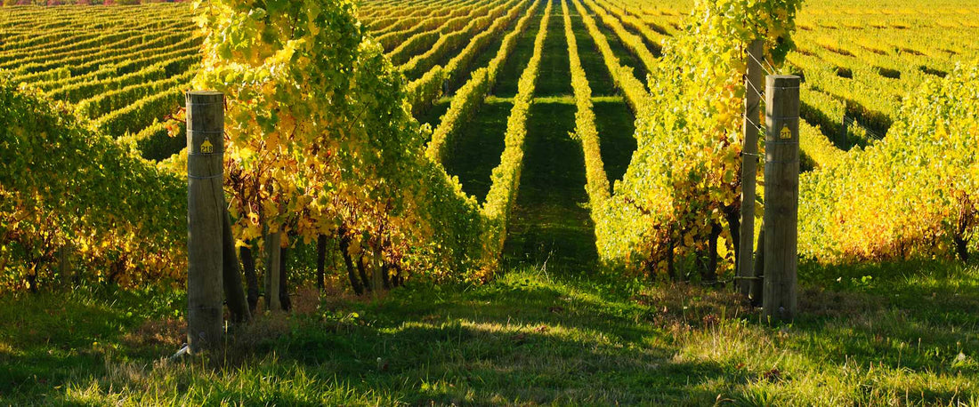 Viñedos de la quinta de Cabriz en la región del Dao