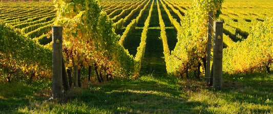 Viñedos de la quinta de Cabriz en la región del Dao